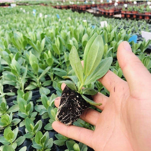 洋桔h梗花苗重瓣大花四季开花斜盘苗盆栽地栽洋桔梗小苗.