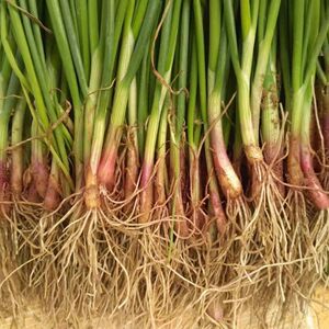 红皮洋葱苗栽苗秧子幼苗圆葱苗庭院阳台秋冬种植苗葱头新鲜蔬菜苗