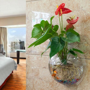 水中植物水花盆栽室内水培盆花壁挂绿萝创意水养挂墙墙面个性小型