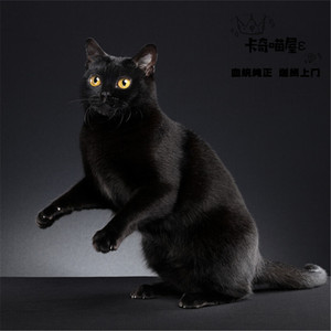 孟买纯种幼猫活体赛级宠物猫纯黑色孟加拉猫小黑豹招财辟邪镇宅猫
