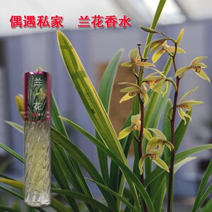 偶遇兰草花香水