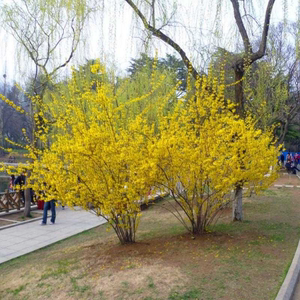 黄老虎东北连翘苗倒挂金钟树苗黄花杆黄寿丹小苗庭院绿化初春开花