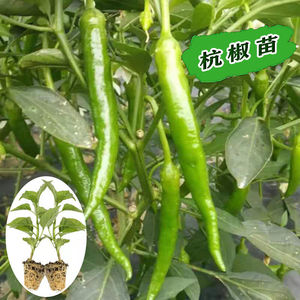 杭椒苗种苗耐热四季阳台盆栽农村菜园种植7号辣椒苗9号辣椒苗种籽