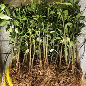 5-1粗小叶香橙实生苗20-40厘米高度香橙小苗嫁接沃柑砧木苗