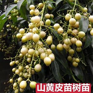 广西山黄皮树苗嫁接苗鸡皮果苗岭南佳果厨房大料叶子做调味料免邮