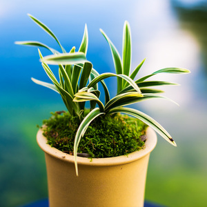 建兰大果冠兰花金边盆栽植物名贵兰花苗带花苞矮种大众国兰场兰草
