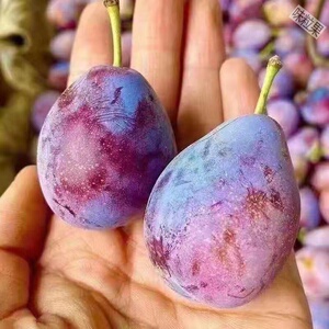 新疆新鲜西梅洋李子孕妇水果宝宝辅食鲜果时令水果