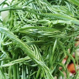 【帕哈菜】帕哈菜品牌,价格 - 阿里巴巴