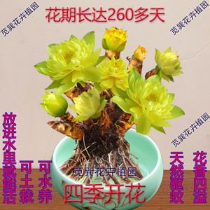驱蚊驱蝇香花观音莲多肉七彩观音莲观音i莲多肉植物花卉植物室内
