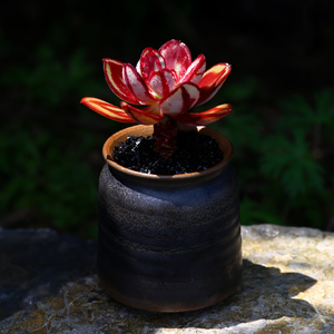 圆叶红司多肉植物 龙骨室内窗台超萌肉肉组合盆栽小老桩状态好