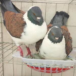 大体三色摩登娜鸽子活体公斤肉鸽红色铜背反色摩登那活物