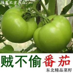 贼不偷西红柿籽 东北老品种青苹果番茄种子 吉林味浓绿柿子花皮球