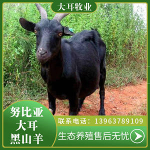 纯种金堂小耳黑山羊活羊小羊活苗孕母羊小羊羔活羊种公羊养殖技术