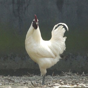 纯种江山白毛乌骨鸡种蛋土鸡柴鸡可孵化小鸡苗蛋雪峰白羽鸡受精蛋