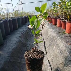 黑果花楸 美国黑果腺肋花楸苗 不老莓树苗野樱莓果树庭院盆栽地栽