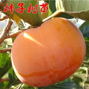 广西日本甜脆柿子树苗次郎水柿恭城良种苗木果树木苗南方北方嫁接