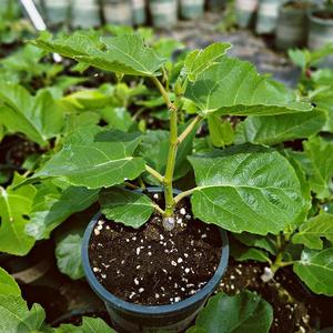 沭阳花轩阁苗木基地淘宝无花果树果苗芭劳奈无花果苗带叶四季盆栽地