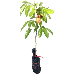 新品种荔枝苗带土带叶嫁接无核果树苗盆栽地栽南方种植早熟三月红