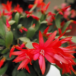 蟹抓兰多色蟹爪兰盆栽八爪蟹兰盆栽阳台观赏植物室内花.蟹爪兰花