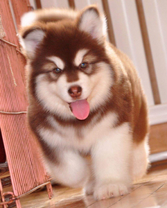 纯种阿拉斯加犬幼犬巨型灰桃红棕阿拉斯加雪橇犬家养宠物狗狗活体