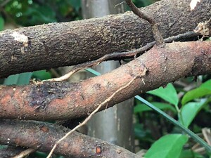 梧桐树桐麻树,青皮梧桐树根,根皮梧桐树根鲜货500g