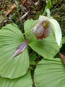 四川大山纯天然中草药稀有花卉扇脉杓兰,扇子七,对叶兰兰花种苗
