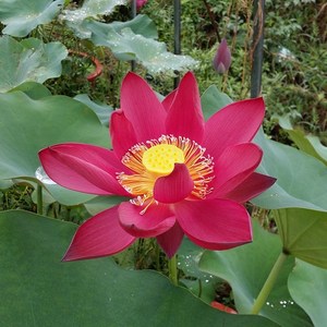 北京红碗莲种藕根茎小型荷花室内水培植物微型绿植l盆栽莲花卉