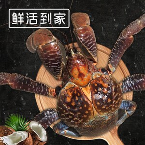 活体海鲜椰子蟹宠物观赏蟹顺丰包邮包活300-1500克一只帝王蟹生鲜