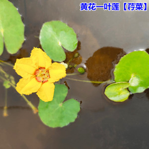 黄花一叶莲荇菜盆栽鱼缸植物浮萍水草阳台水生水培花卉造景绿植