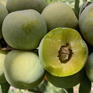 5斤四川汶川青脆李脱骨李子新鲜水果孕妇空心巫山脆甜土李子包邮