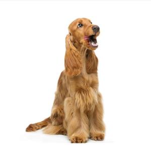 纯种英国可卡幼犬 美国可卡活体幼崽可卡幼犬小型犬幼犬宠物狗狗