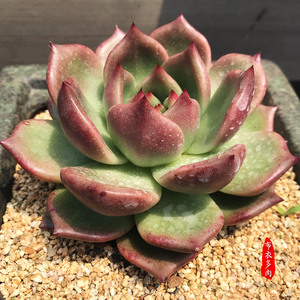 布衣多肉 红颜蜜语 东云系杂 皮蛋多肉杂交 精品 新品 多肉植物