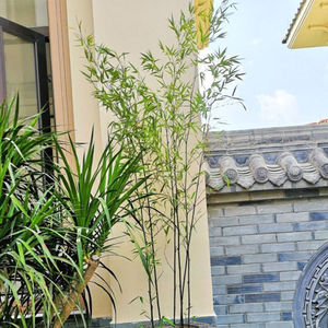 庭院不修剪子苗植物四季青别墅室外观赏紫竹室内盆栽金竹子【庭