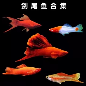 红苹果剑鱼胎生鱼热带观赏鱼黑玛丽月光鱼红米奇红白剑青剑鱼活体