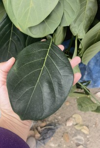 广东特产菠萝蜜叶子现摘现发 新鲜树菠萝叶子片年糕做垫叶喂虫叶