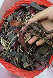 新鲜单线公石松 石上藕 石面莲 石蚕 非金线莲500克可种植