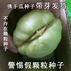 龙须菜种苗佛手瓜种子佛手瓜苗基地大面积佛手瓜新种苗上市包邮