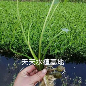 00绿衡旗舰店天猫水生慈姑苗茨菇种芽白茨菰家养水培植物种子种根