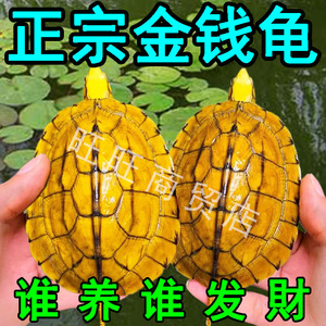 金钱龟黄金