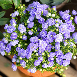 进口丹麦重瓣风铃花带盆带花苞发货室内阳台四季花开可垂吊