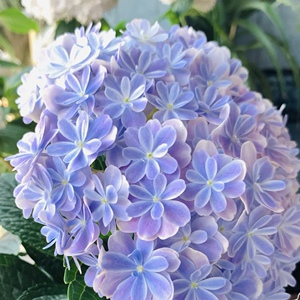 万华镜绣球花带花苞花苗花卉盆栽植物大花阳台室内室外庭院