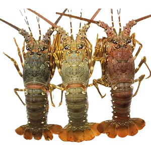 印尼鲜活小青龙 海鲜龙虾澳洲花龙虾 进口青龙虾仔现货鲜生活