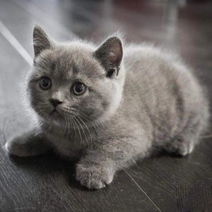 纯种英短蓝猫幼猫折耳猫英国短毛猫蓝猫活体美短猫银渐层小猫活物