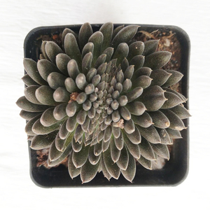 新品颠石莲缀化 滇石莲缀化多肉植物 阳台桌q面小盆栽 百益花阁