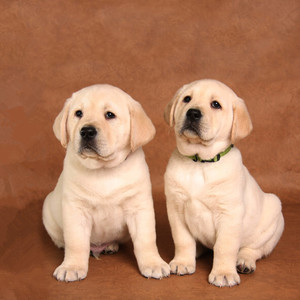 纯种拉布拉多幼犬活体宠物狗狗神犬小七赛级导盲犬巡回猎犬幼崽狗