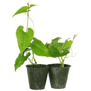 正宗广西罗汉果苗黄金罗汉果树苗四季果苗带叶带泥发货当年结果