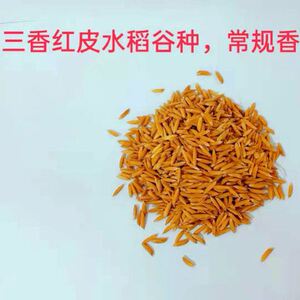 珍珠米种子 稻谷种籽香米糯米 优质高产圆粒粘米种子茜茜的企业店