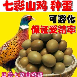 七彩山鸡种蛋高受精蛋纯种可孵化小鸡苗农家散养当天新鲜包邮促销