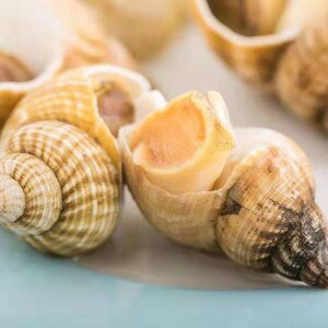 海瓜子.麦螺.刺身白螺.海蛳螺.海.三斤价