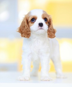 犬舍出售纯种英国查理王小猎犬幼犬小型犬茶杯犬宠物狗真狗活体